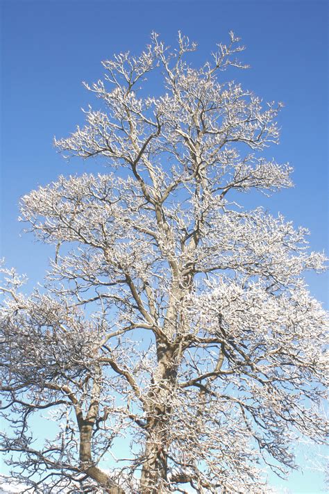 Winter Tree With Snow Covered Branches Picture Free