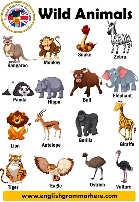 Wild Animal Pictures With Names