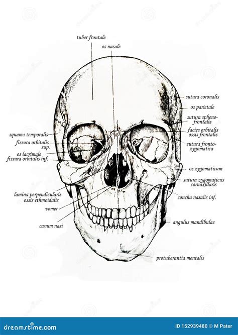 Frontal View Of Skull And Skull Bones Names Stock Illustration