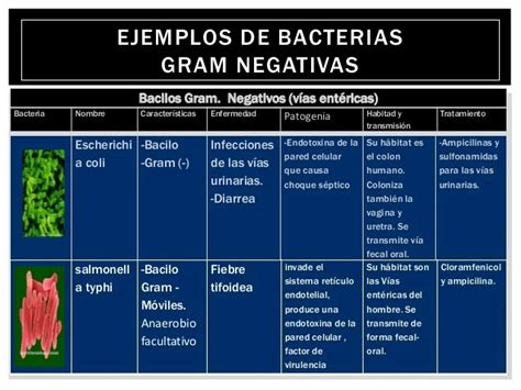 Ejemplos De Bacterias Gram Negativas Y Que Enfermedades Producen 82176