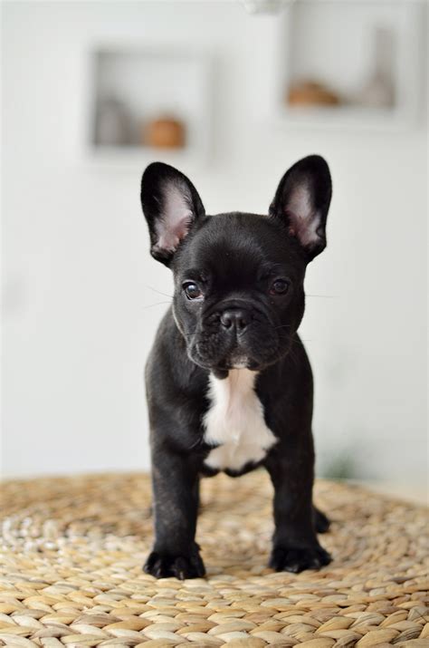 Some dog owners like to choose dog names related to dog's country and other places. 10 Best French Bulldog Dog Names