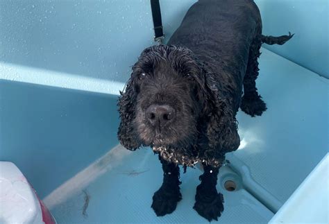 SOLD - Independent Mobile Dog Wash – Brisbane, QLD - Coast to Coast