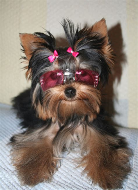 yorkshire terrier dog picture  pet gallery petpeoplesplacecom