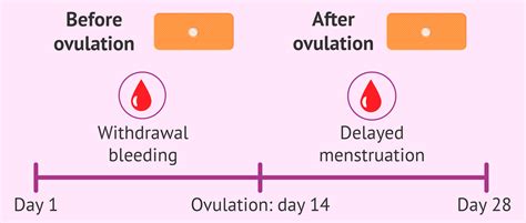 Morning After Pill Day After Ovulation