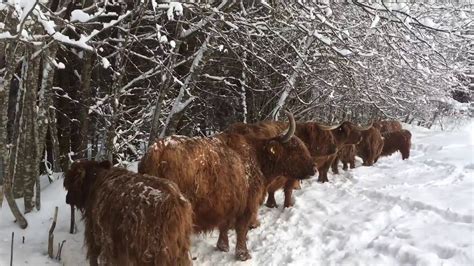 Scottish Highland Cattle In Finland Snowing A Lot 14th Of March 2018