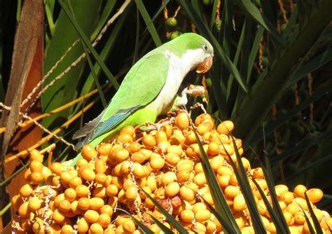 The Exotic Green Parrots Of Spain Mapping Spain