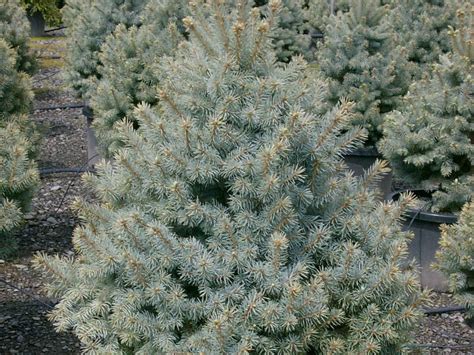 Spruce Colorado Sesters Dwarf Campbells Nursery