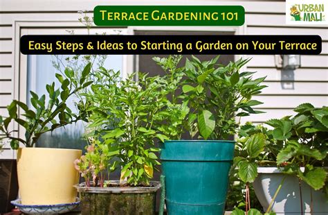 Terrace Gardening 101 Easy Steps And Ideas To Starting A Garden On Your