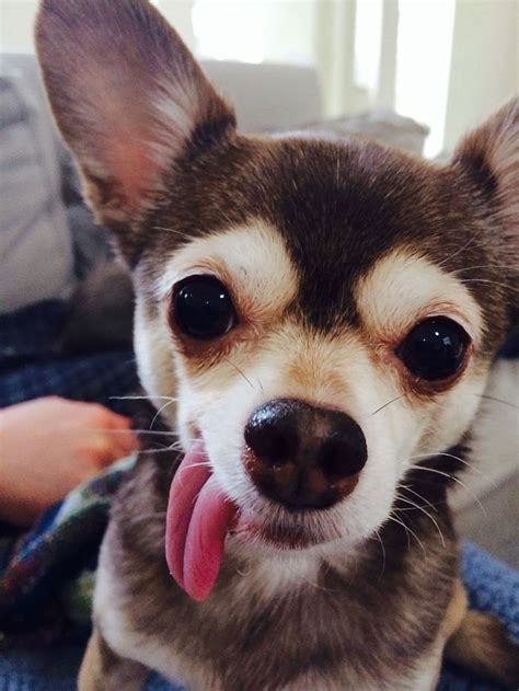 20 Cute And Hilarious Animals With Their Tongues Sticking