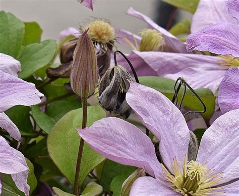 Maybe you would like to learn more about one of these? How to Grow Clematis - Garden & DIY Blog