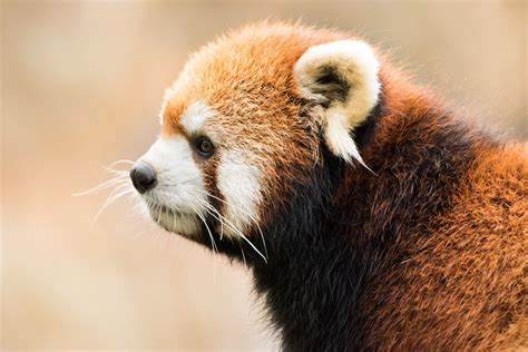 Red Panda Viii By Abeselom Zerit On 500px With Images Red Panda
