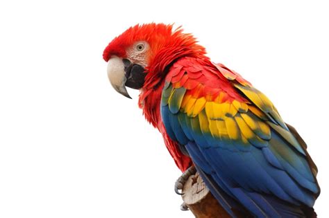 Macaws Animals Beak Birds Colorful Feathers Parrot Red White Wildlife