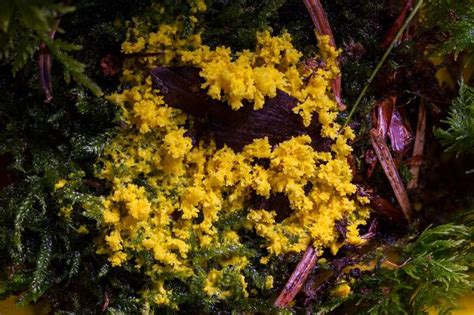 Compost adds nutrients for plants and also provides organic material to attract earthworms if soil stays wet for longer periods, there is a higher chance that algae, mold, and moss will grow in your garden or greenhouse. 5 Top Causes Of Yellow Mold In Houseplant Soil