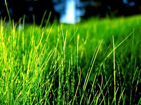 Buy Natures Seed Turf Ff 500 F Fine Fescue Grass Seeds Blend 500 Sq