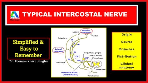 Typical Intercostal Nerve Typical Thoracic Nerve Anatomy Course