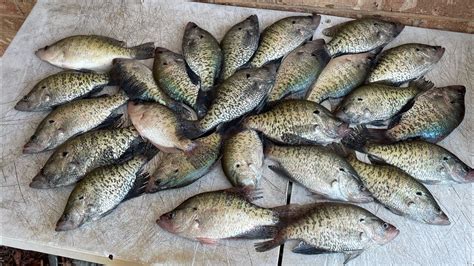 Spring Time Crappie Fishing Youtube