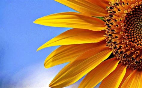 Twenty fingers a felicidade youtube mp3. Desktop Wallpapers Sunflowers : Whimsical Sunflower ...