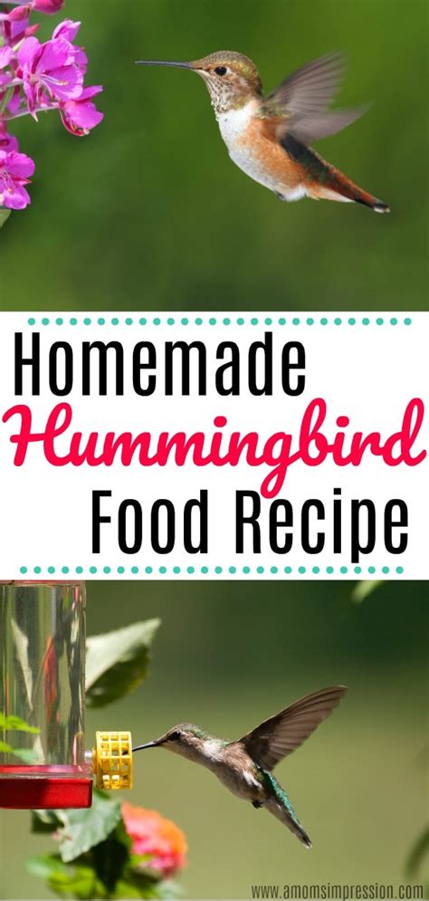 Hummingbird Food Recipe Xolernyc