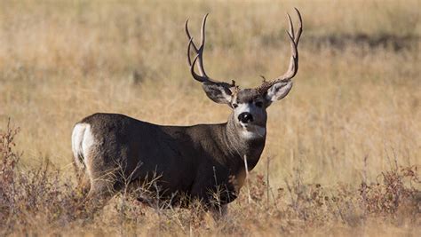 Tips And Tactics For Bowhunting Mule Deer An Official Journal Of The Nra