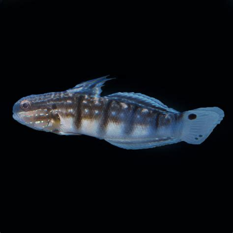 Sleeper Banded Goby The Biota Group
