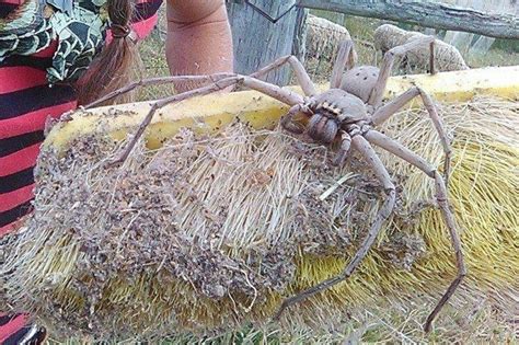 Worldkings Worldkings News The Giant Huntsman Spider Is Generally