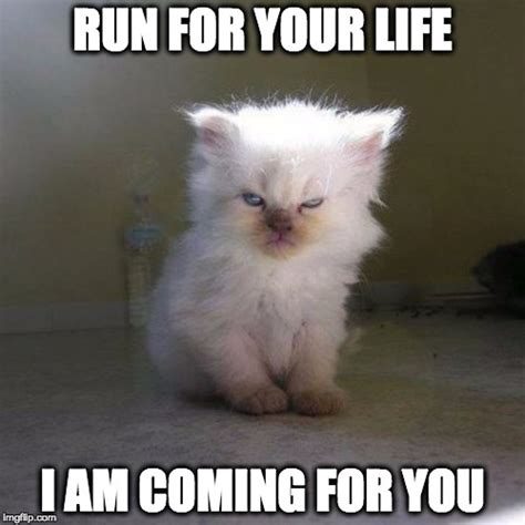 Run For Your Life I Am Coming For You Angry Kitten Square Imgflip