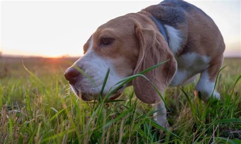 4 Reasons For Why Do Dogs Eat Grass And What To Do About It All Things Dogs