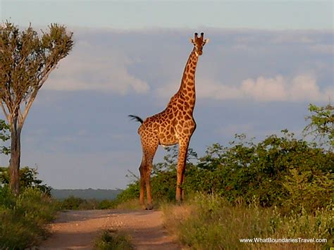 South African Giraffe Giraffe African Giraffe And Gentle Giant