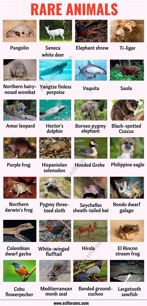 Wild Animals List Animals Name List Types Of Animals Animals Of The