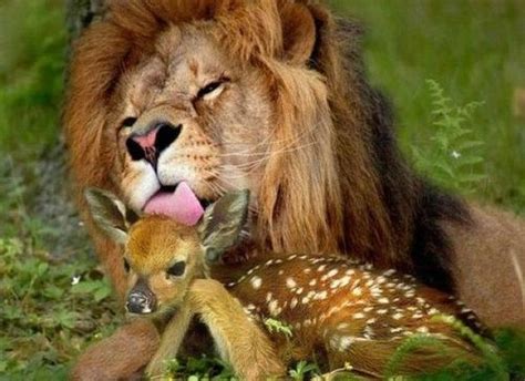 ♥ Inexplicable Love ♥ Found Only In The Lap Of Mother Nature Animals