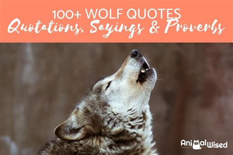 100 Wolf Quotes Sayings And Proverbs Quotation About Wolves