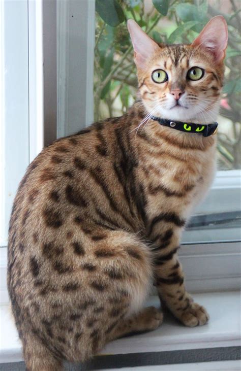 R7000 not negotiable.only for sale to forever. Young bengal cat for sale | Exeter, Devon | Pets4Homes