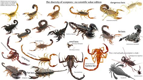 The Diversity Of Scorpions Rcreaturesofearth