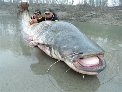 International Fishing News Italy Record Size 265 Lbs Wels Catfish Caught