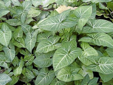 Syngonium Phdophyllum Or Arrowhead Plant Grows Well In Containers