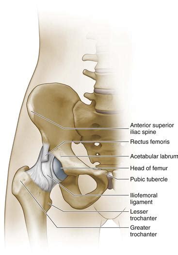 Anatomy Of The Hip Musculoskeletal Key