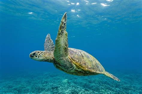 Green Sea Turtle Chelonia Mydas Underwater Maui Hawaii