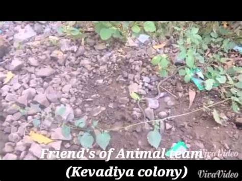 16 ответов 4 ретвитов 109 отметок «нравится». Kevadia Colony ( 13 Snake Reles in jungle ) - YouTube