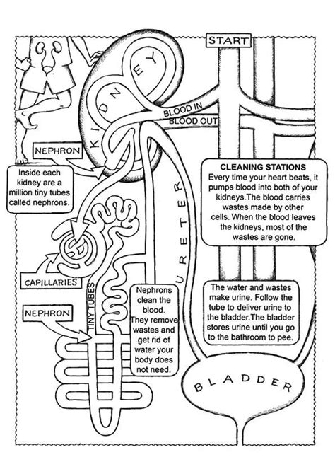 The Kidney Anatomy Coloring Page Anatomy Coloring Book Teaching