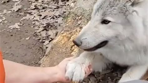Arctic Wolf Sweetly Gives Caretaker His Paw Youtube