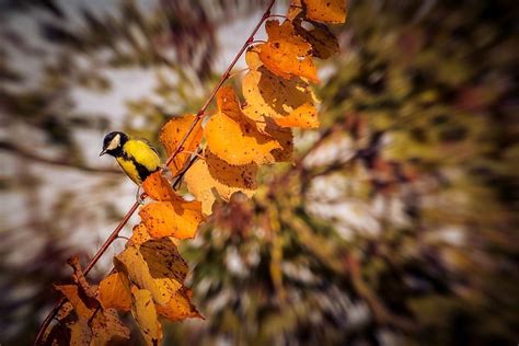 Tips To Up Your Success In The Field This Fall Backyard Birds Autumn