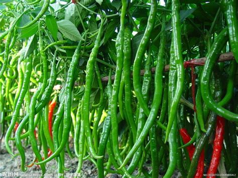 Capsicum Rhomboideum Taka Vegetable