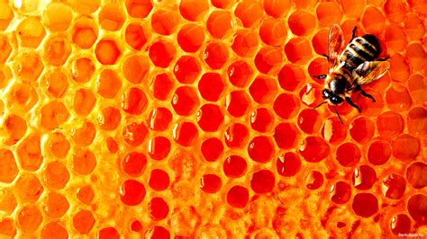 Honey Bee Desktop Wallpaper Wallpapersafari