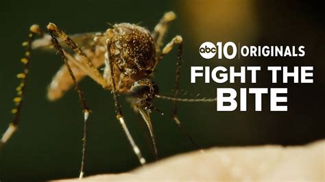 West Nile Virus Is In The Sacramento Valley Fighting The Bite