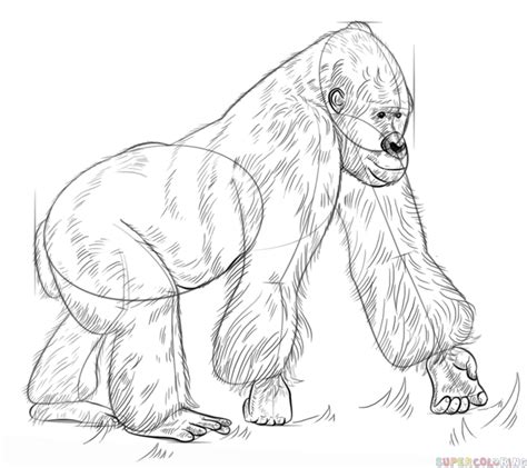Depending on what type of gorilla you want to draw, there are various ways to change the look easily. How to draw a gorilla | Step by step Drawing tutorials