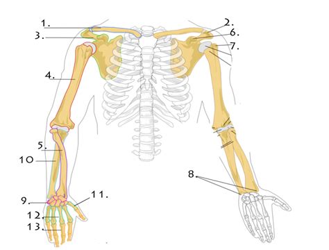 Radius Bone Diagram Unlabeled