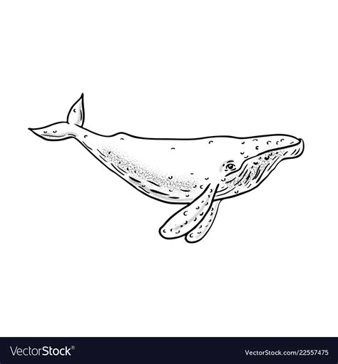 Choose from 2600+ humpback whale graphic resources and download in the form of png, eps, ai or psd. Humpback whale drawing side Royalty Free Vector Image