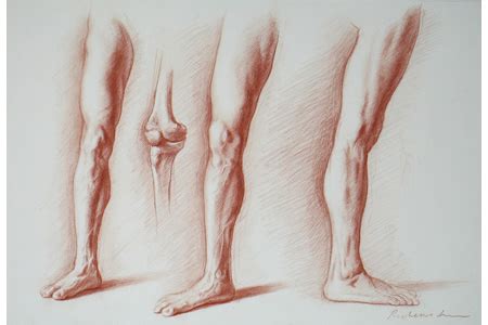 Studies of the human body made by the intrepid scientists of the 1500s through the 1700s by francie diep | published sep 23, 2013 9:00 pm Leg Anatomy Drawing at GetDrawings | Free download