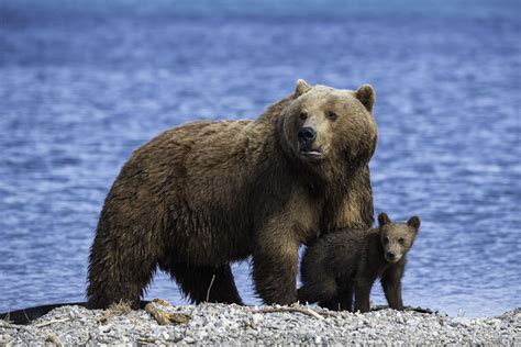 Встречайте бурого медведя самого распространенного медведя в мире