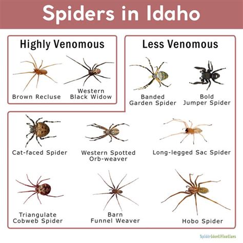 Spiders In Idaho List With Pictures